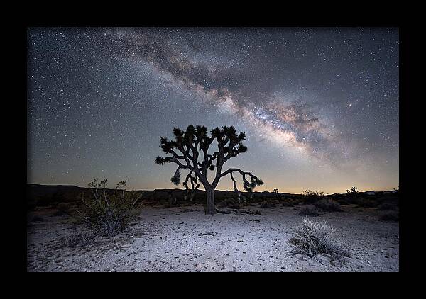Starlit Serenity Over Joshua Tree