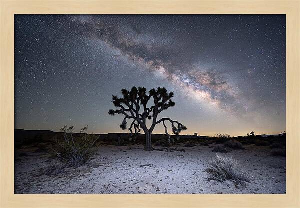 Starlit Serenity Over Joshua Tree