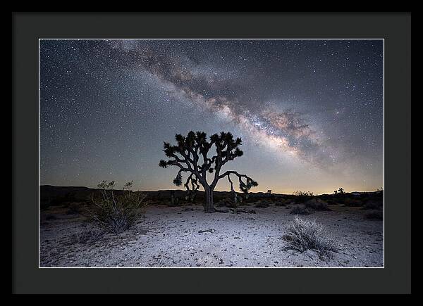 Starlit Serenity Over Joshua Tree