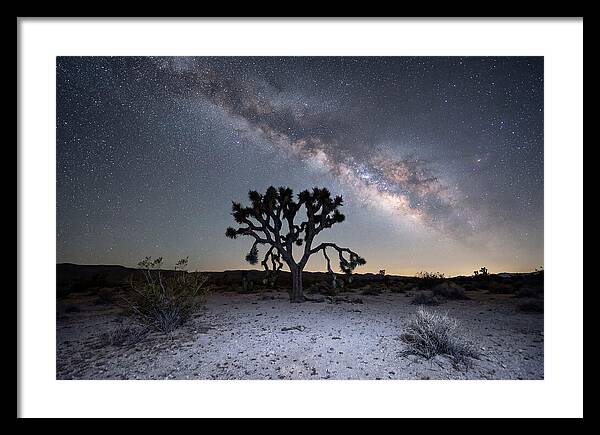 Starlit Serenity Over Joshua Tree