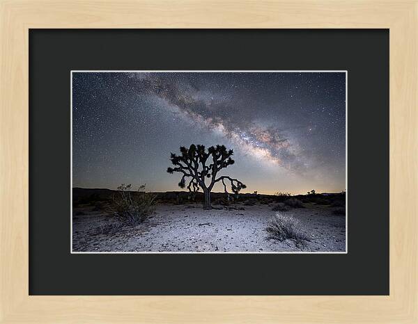 Starlit Serenity Over Joshua Tree