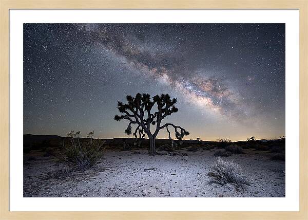 Starlit Serenity Over Joshua Tree