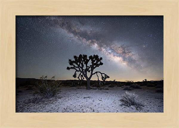 Starlit Serenity Over Joshua Tree