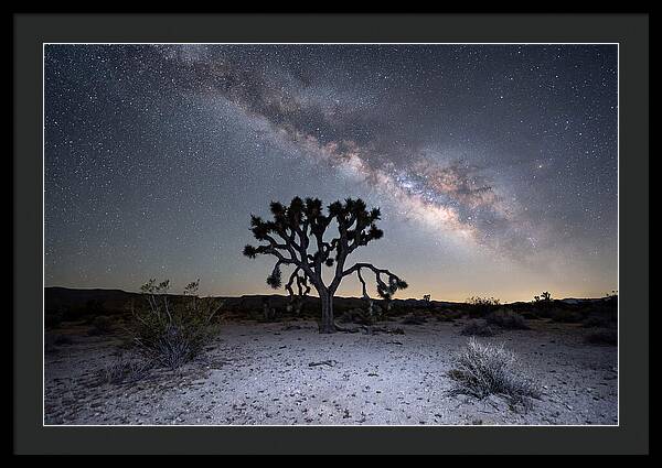 Starlit Serenity Over Joshua Tree