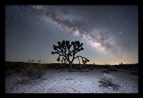 Starlit Serenity Over Joshua Tree