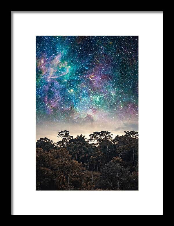 Starry Night Above Forest