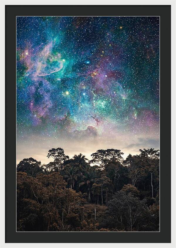 Starry Night Above Forest