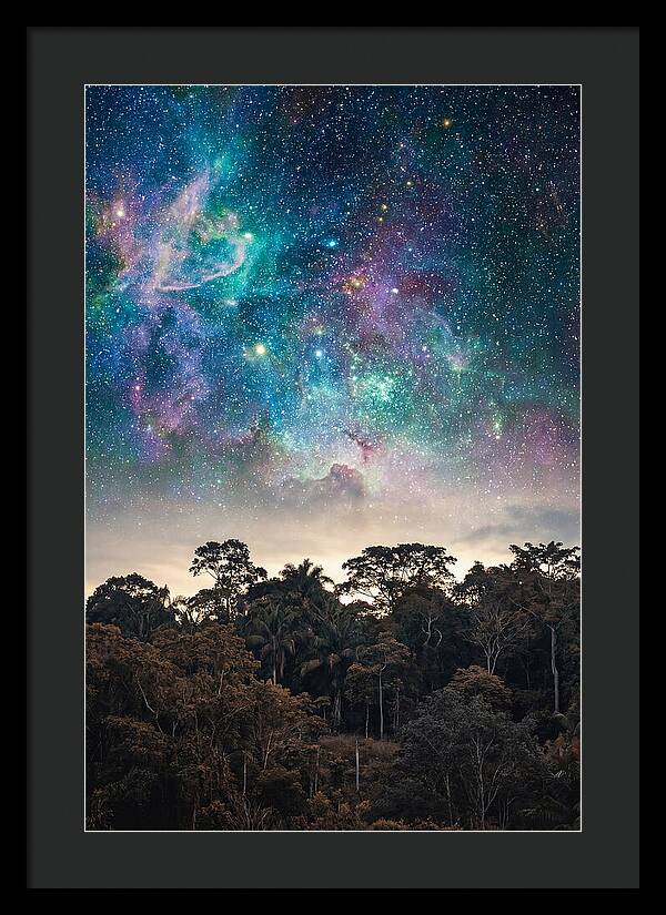 Starry Night Above Forest