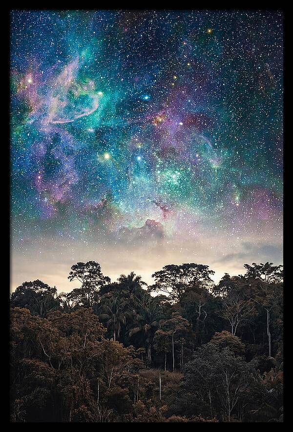 Starry Night Above Forest