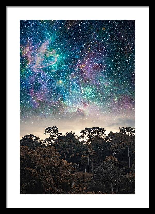 Starry Night Above Forest