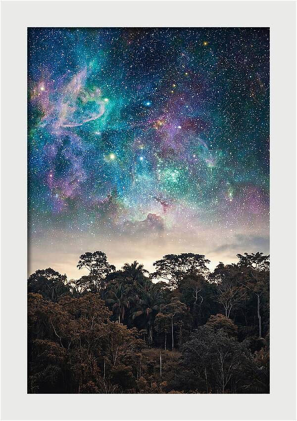 Starry Night Above Forest