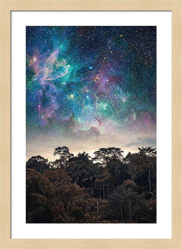 Starry Night Above Forest