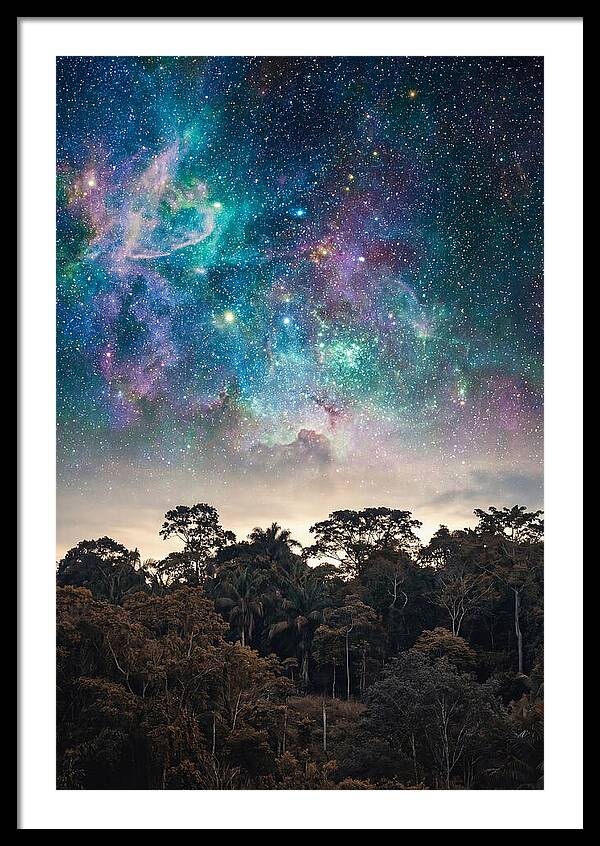 Starry Night Above Forest
