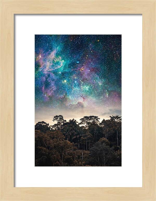 Starry Night Above Forest