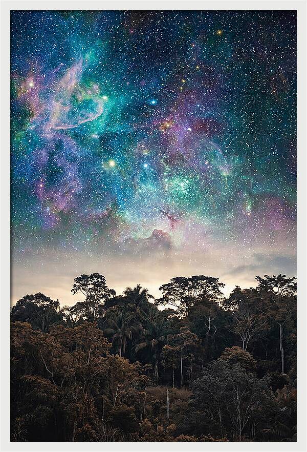 Starry Night Above Forest