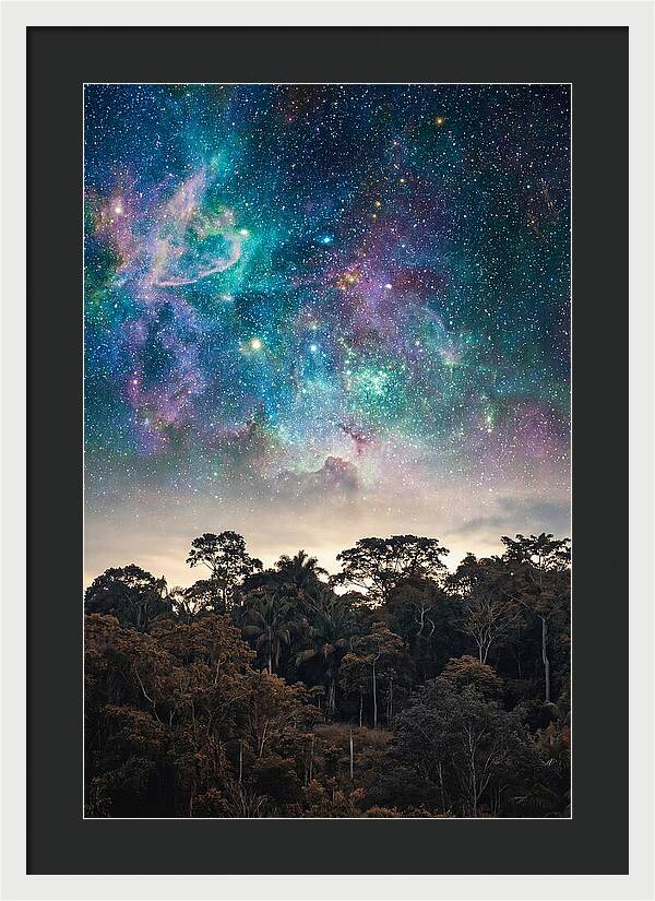 Starry Night Above Forest