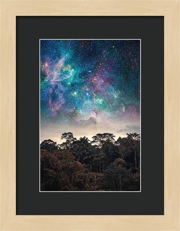 Starry Night Above Forest