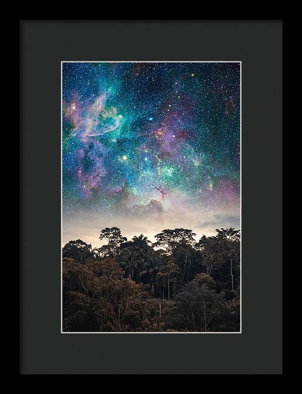 Starry Night Above Forest