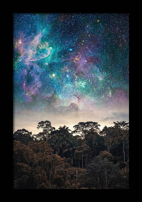 Starry Night Above Forest