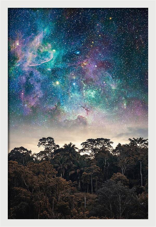 Starry Night Above Forest
