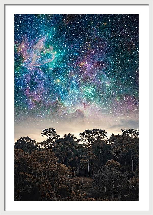 Starry Night Above Forest