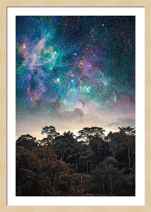 Starry Night Above Forest