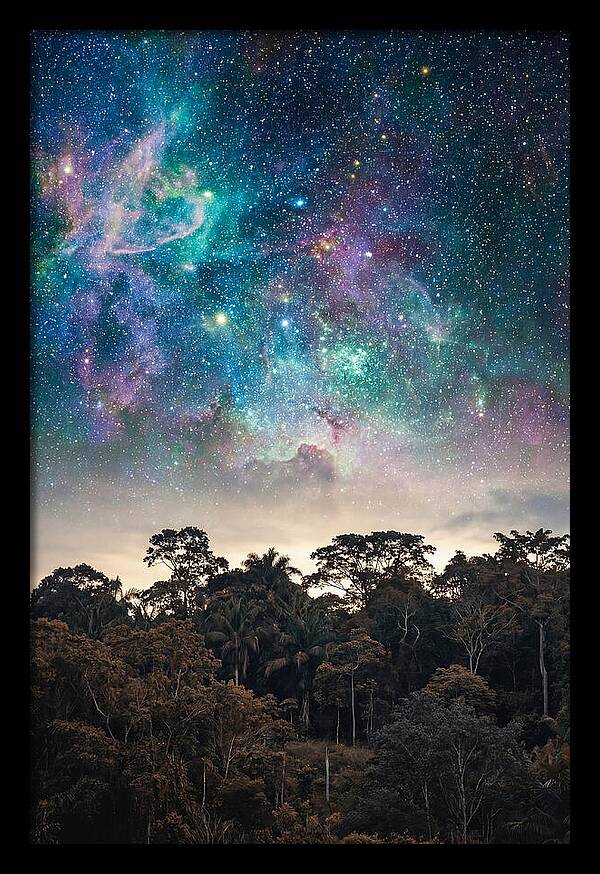 Starry Night Above Forest