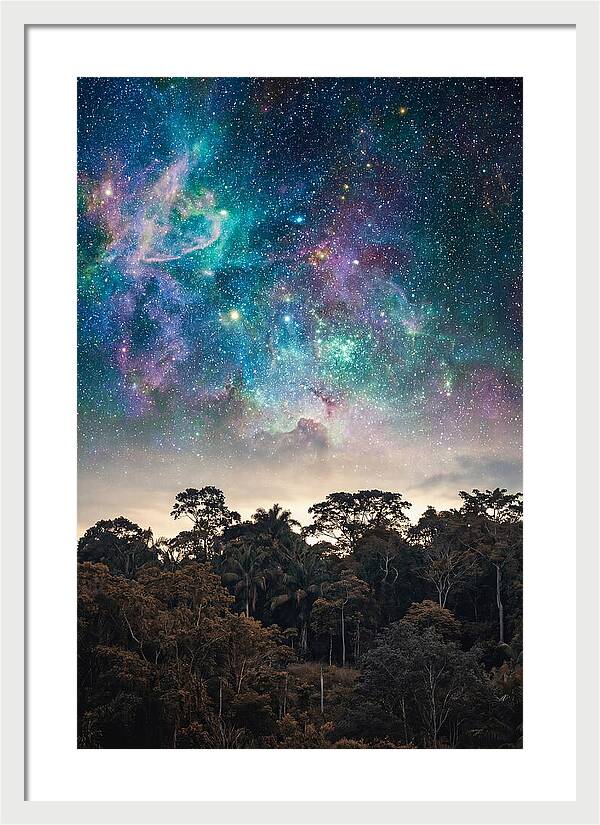 Starry Night Above Forest