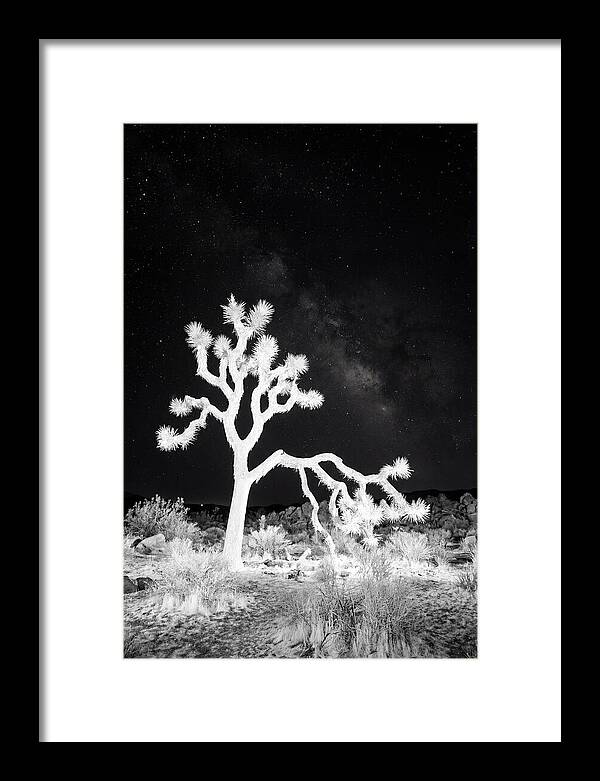 Starry Night Above Joshua Tree