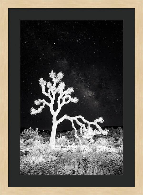 Starry Night Above Joshua Tree