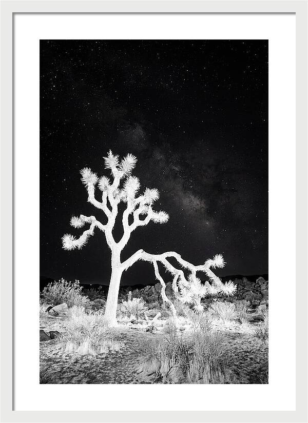 Starry Night Above Joshua Tree