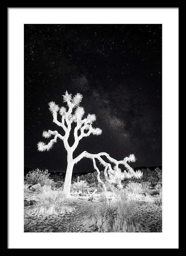 Starry Night Above Joshua Tree