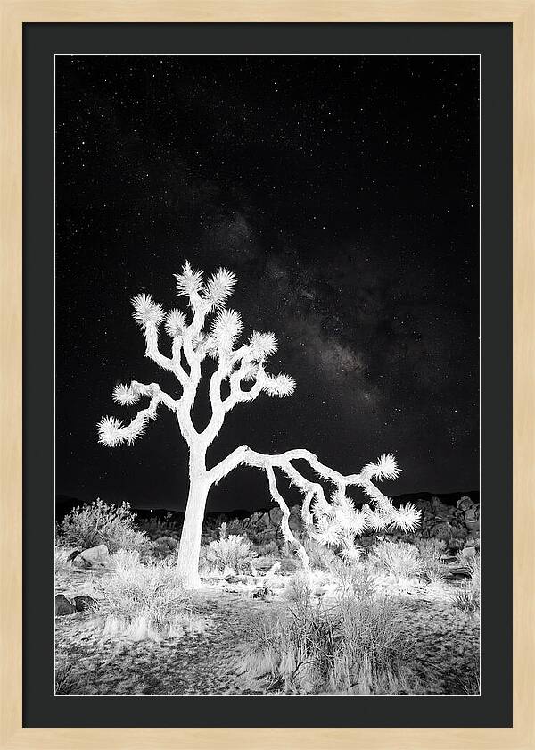 Starry Night Above Joshua Tree