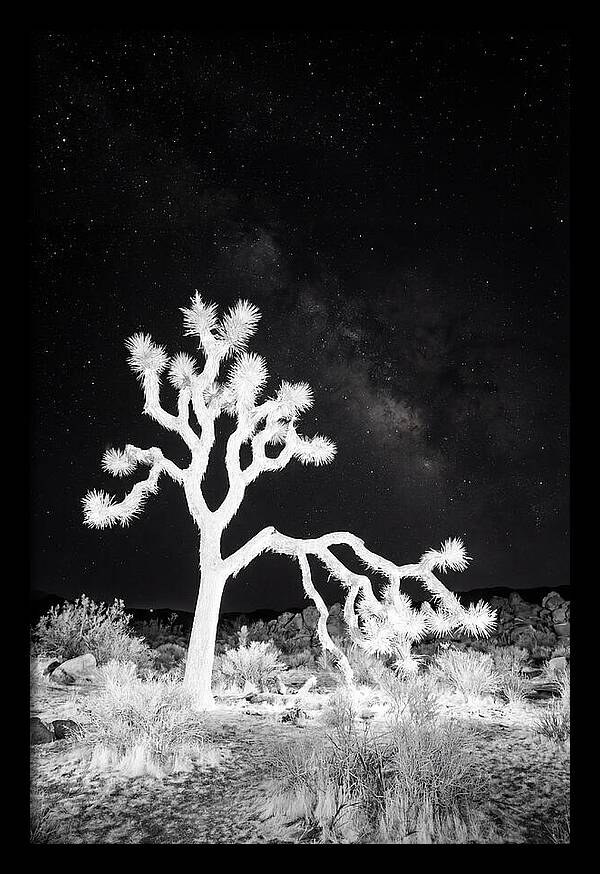Starry Night Above Joshua Tree