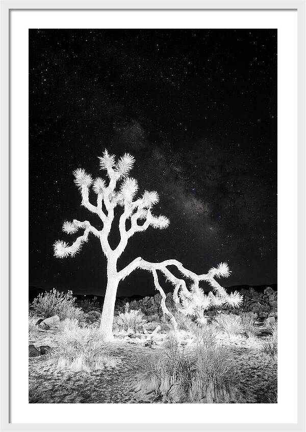 Starry Night Above Joshua Tree