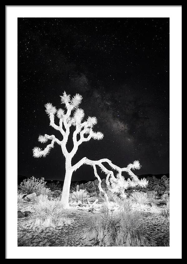 Starry Night Above Joshua Tree