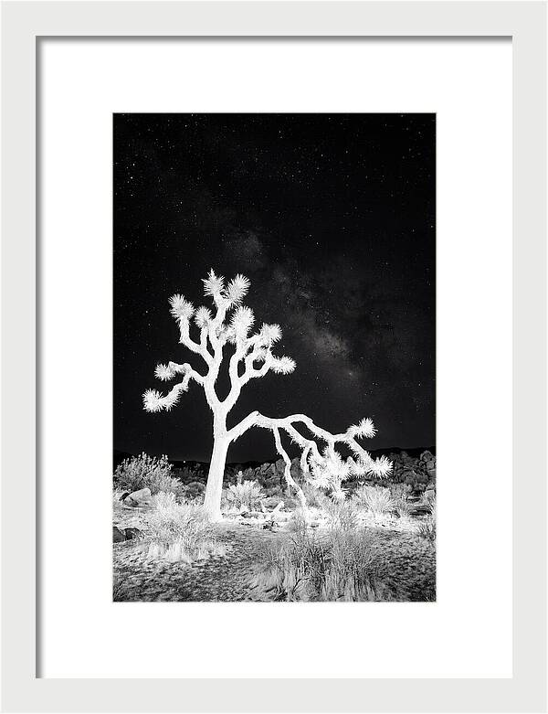 Starry Night Above Joshua Tree