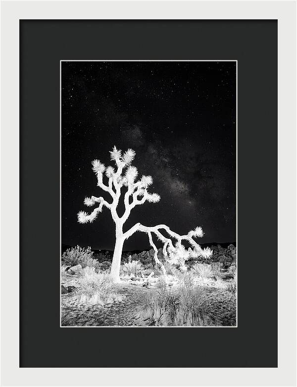 Starry Night Above Joshua Tree