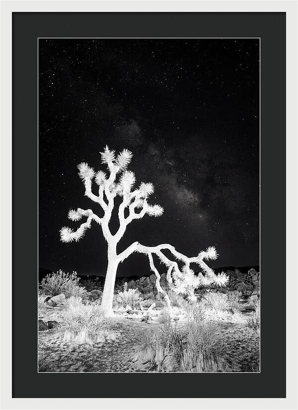 Starry Night Above Joshua Tree