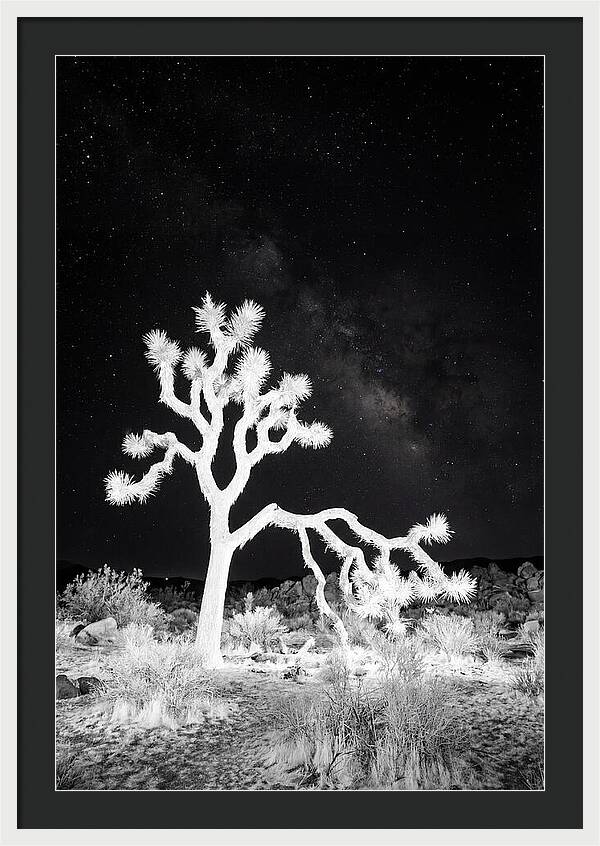 Starry Night Above Joshua Tree