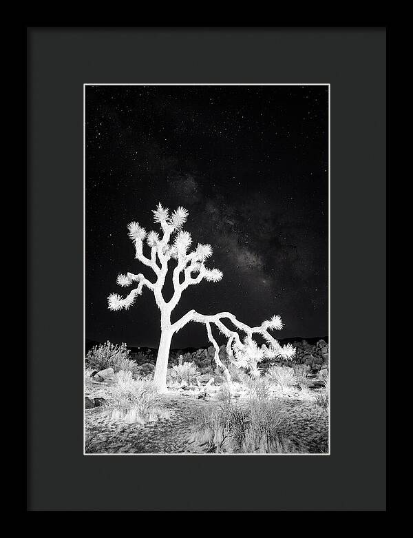 Starry Night Above Joshua Tree