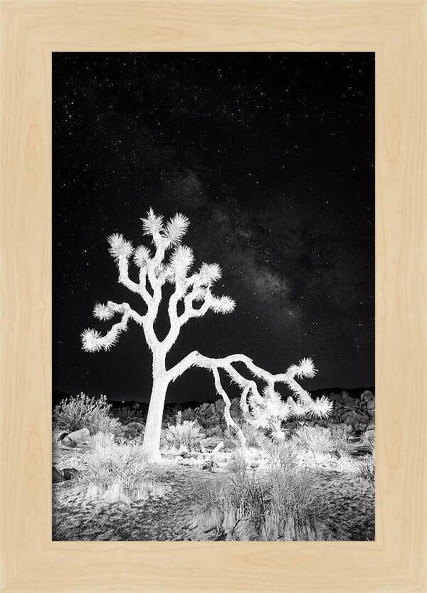 Starry Night Above Joshua Tree