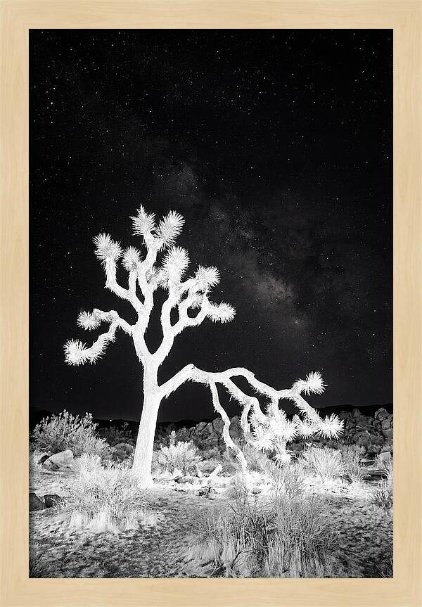 Starry Night Above Joshua Tree