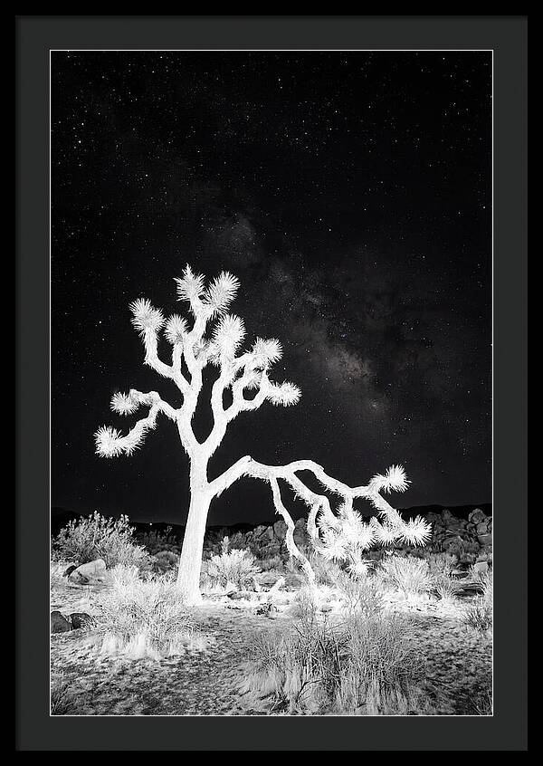 Starry Night Above Joshua Tree