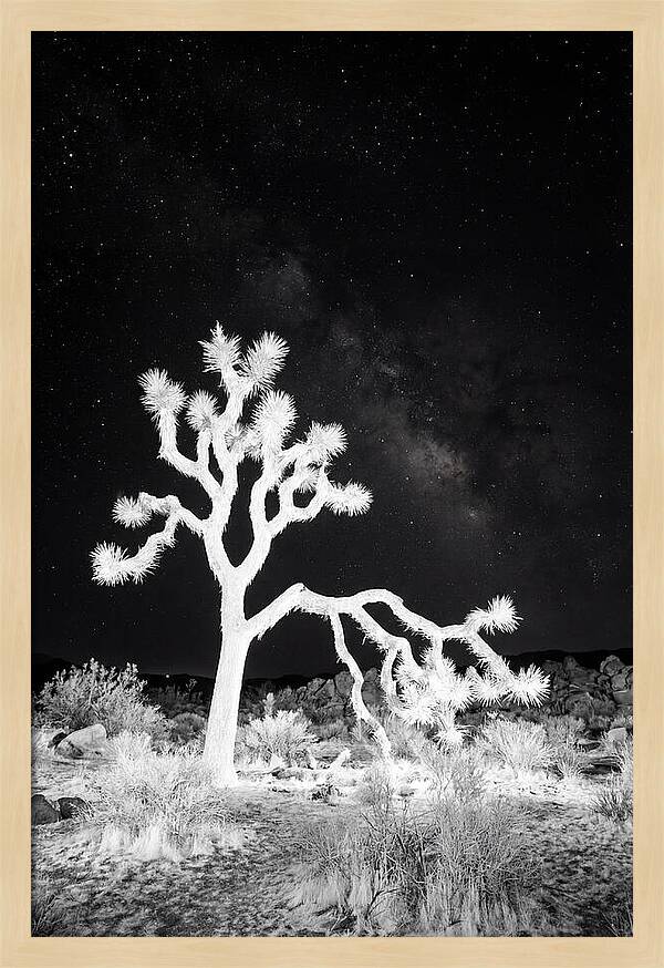 Starry Night Above Joshua Tree