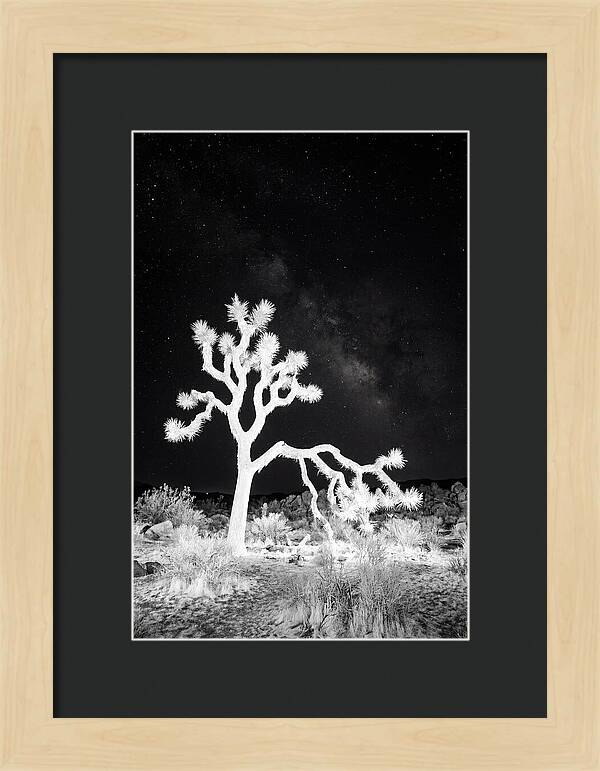 Starry Night Above Joshua Tree