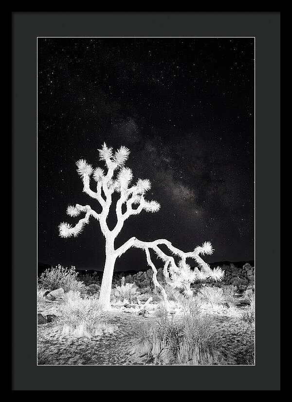 Starry Night Above Joshua Tree