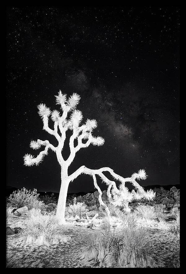 Starry Night Above Joshua Tree