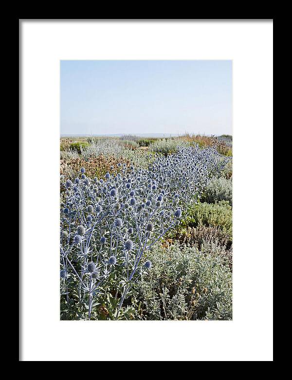 Steely Blue Sea Holly
