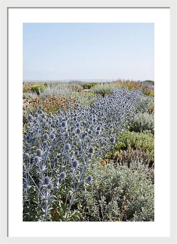 Steely Blue Sea Holly